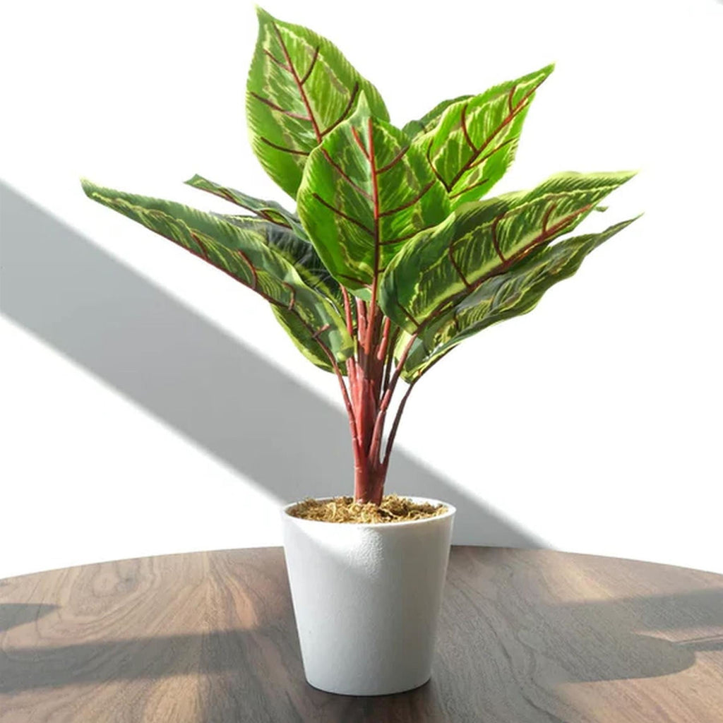 38cm Potted Artificial Calathea Veitchiane - Premium Quality