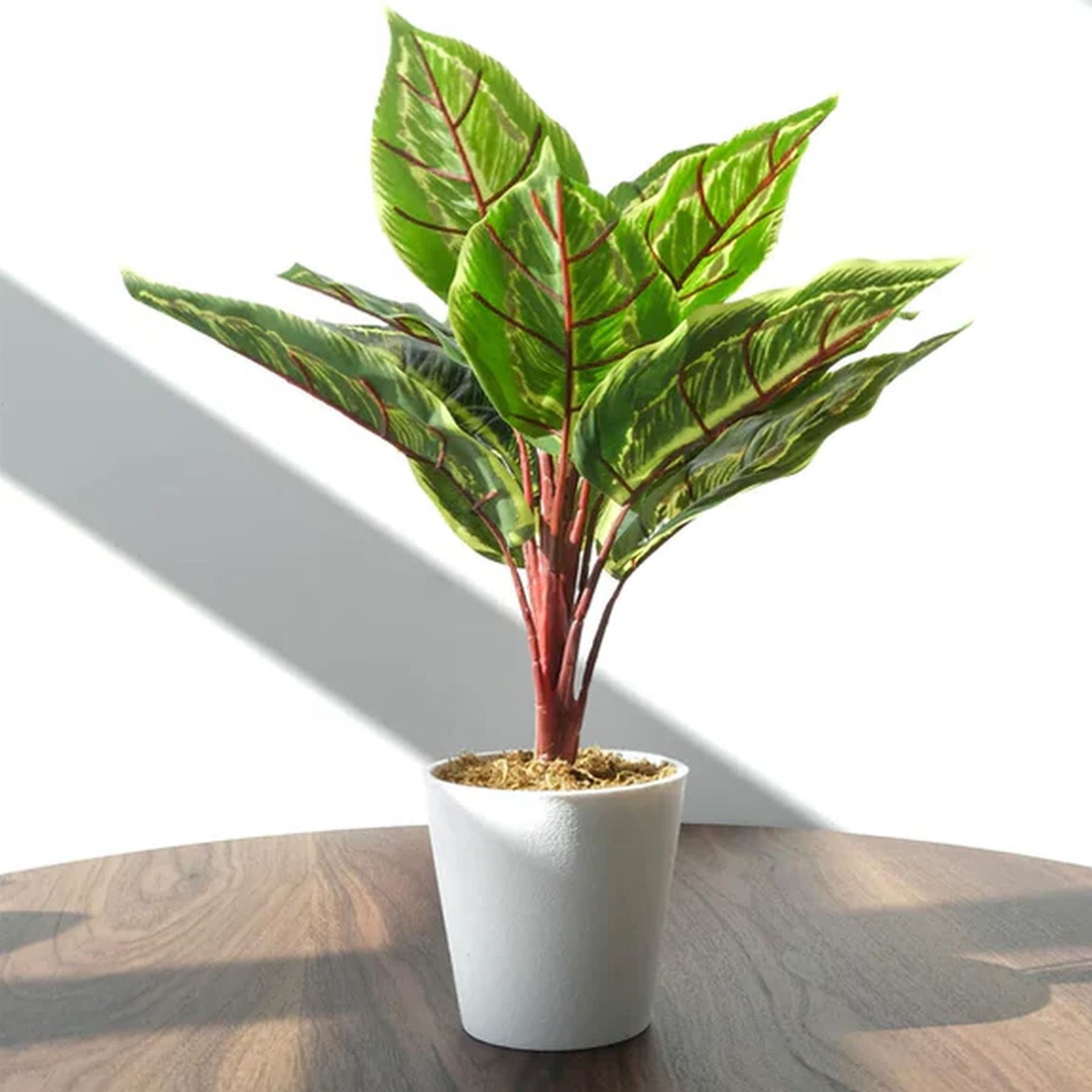38cm Potted Artificial Calathea Veitchiane - Premium Quality