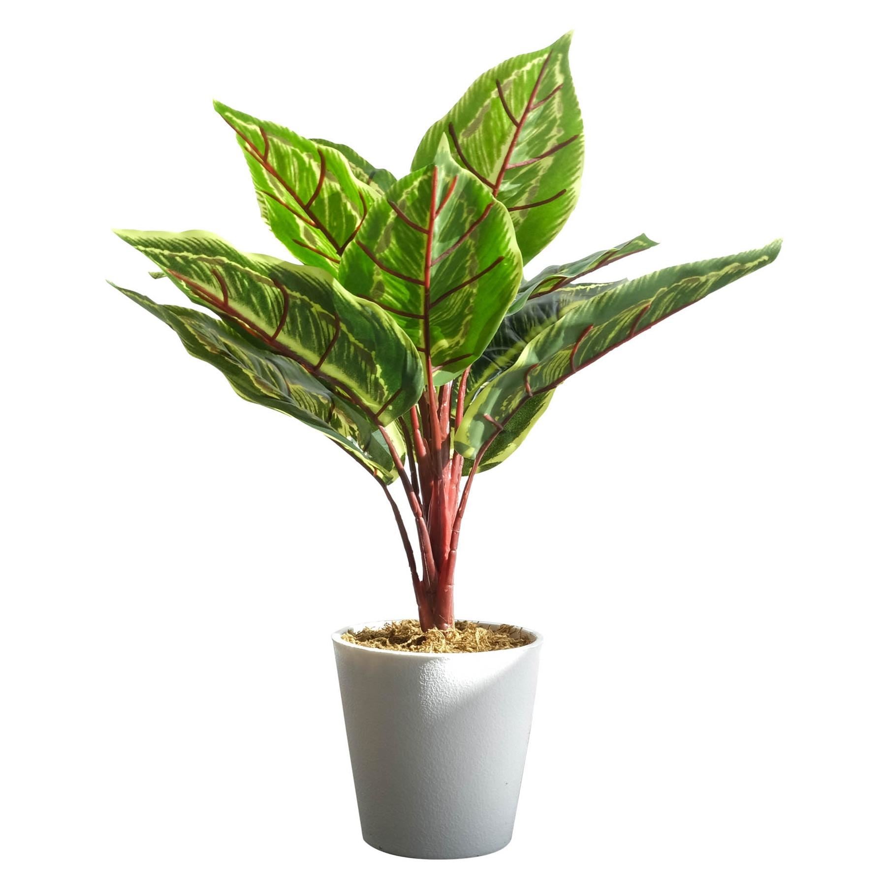 38cm Potted Artificial Calathea Veitchiane - Premium Quality